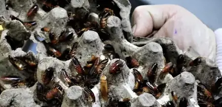 الصراصير تجلب المال في تركيا.. ما القصة؟