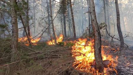 اندلاع حريق كبير بمنطقة الغابات في باليكسير