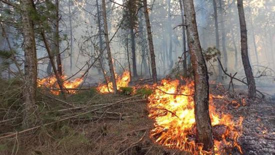 اندلاع حريق كبير بمنطقة الغابات في باليكسير