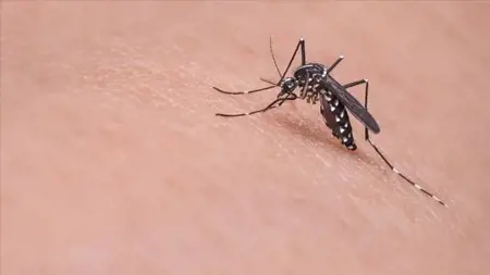 اليونان تسجّل ارتفاعاً في إصابات فيروس غرب النيل إلى 65 حالة مع 23 إصابة جديدة خلال أسبوع