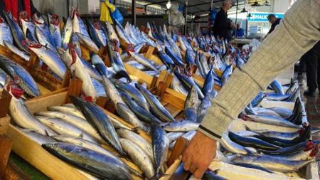تقلبات الطقس ترفع أسعار الأسماك في زونغولداك شمال غرب تركيا