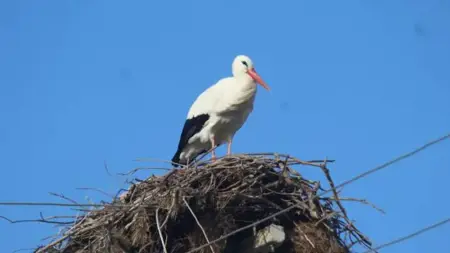 بسبب ارتفاع الحرارة.. طيور اللقلق تبدأ بالعودة إلى أعشاشها  مبكرًا