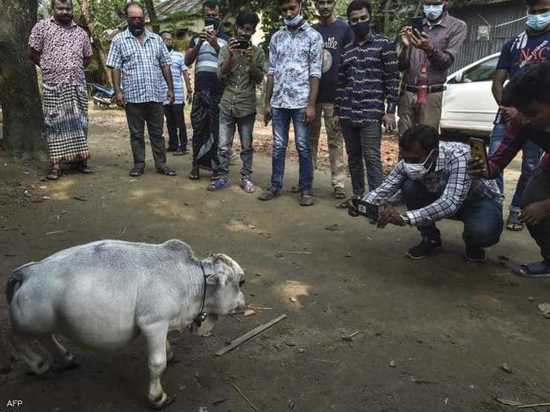 رغم إغلاقات كورونا .."البقرة القزم" تستقطب السياح في بنغلاديش