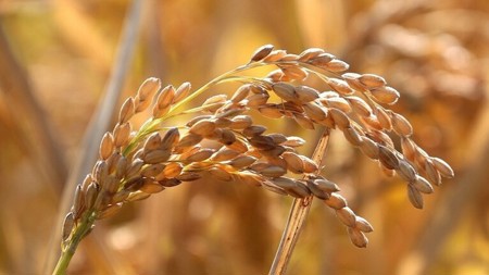 روسيا تعتزم فرض حظر على تصدير الأرز حتى نهاية العام