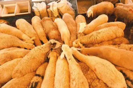 وزارة الزراعة التركية تصدر "دليل الأضاحي" : الأولوية للذكور