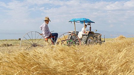 محصول القمح يحطم رقماً قياسياً في سيواس