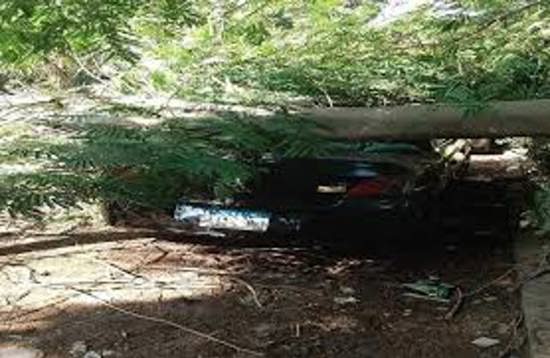 شجرة مقطوعة تسقط على سيارة.. وفاة وإصابه2