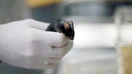 تطوير دواء يمنع زيادة الوزن لدى الفئران