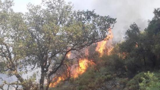 اندلاع حريق في منطقة الغابات في موغلا