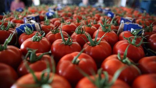 توقعات بتحقيق الطماطم التركية لصادرات تصل لـ"مليار دولار"