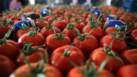 صادرات الخضروات التركية تسجّل ارتفاعاً بنسبة 10% في النصف الأول من 2025