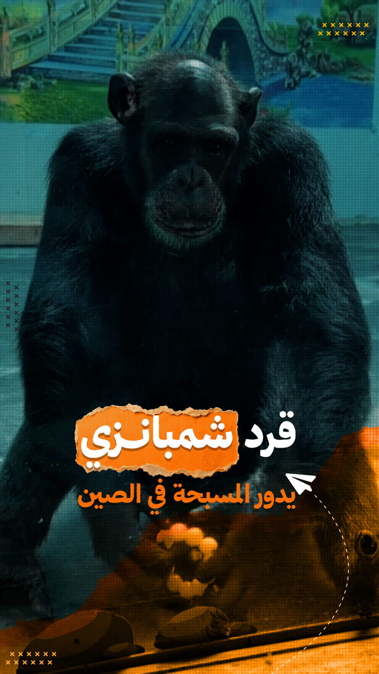 بالفيديو: «كأنه حكيم يتأمل».. شمبانزي يذهل الزوار في الصين بمهارته في تدوير المسبحة