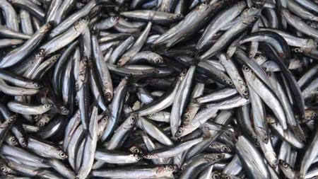 ارتفاع صادرات تركيا من سمك "الهمسي"