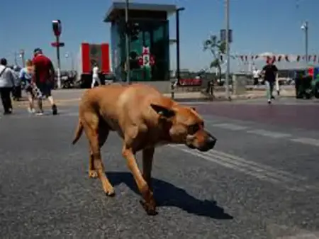 رعب يتجدد بسبب الكلاب الضالة..هذه المرة في ولاية هاتاي التركية
