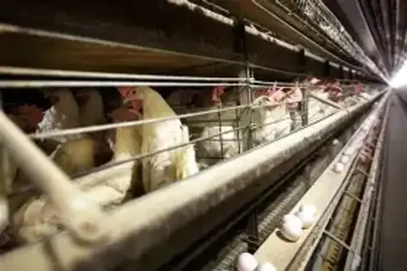 أول إصابة بشرية بـ H5N5