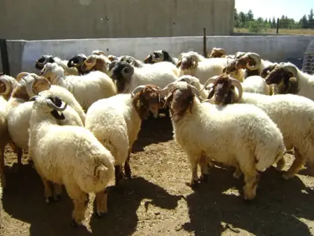 تركيا : خراف وماعز يتجاوزان 58 مليون رأس بحلول يونيو