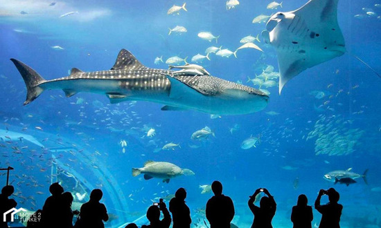 أكواريوم فلوريا..  أفضل وجهات إسطنبول السياحية وأكبر حديقة للحيوانات المائية في الشرق الأوسط وأوروبا