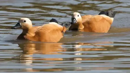 طائر «الأنجوت» النادر يُبهر في نوشهير التركية.. رمز الوفاء الذي صار اسمه شتيمة