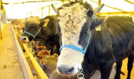 اتحاد الجزارين التركي يكشف متوسط أسعار الأضاحي