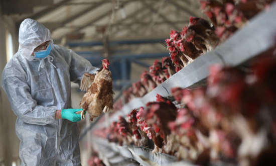 الصين تسجل أول إصابة بإنفلونزا الطيور لهذا العام