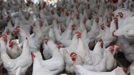زيادة إنتاج لحوم الدجاج في تركيا بنسبة 16.1في المائة