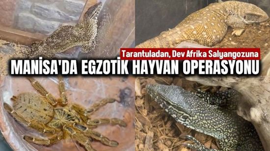 ضبط 61 حيواناً برّياً مهرَّباً بينها عناكب رتيلاء وحلزونات عملاقة في مانيسا