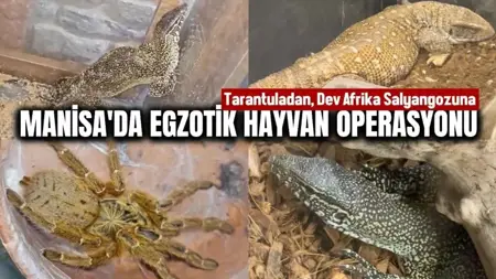 ضبط 61 حيواناً برّياً مهرَّباً بينها عناكب رتيلاء وحلزونات عملاقة في مانيسا