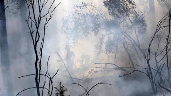 اندلاع حريق هائل في غابات ولاية موغلا التركية