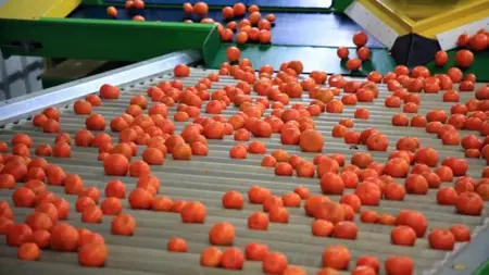 صاردات تركيا من الحمضيات تحقق مكاسب كبيرة خلال العام الماضي صاردات تركيا من الحمضيات تحقق مكاسب كبيرة خلال العام الماضي