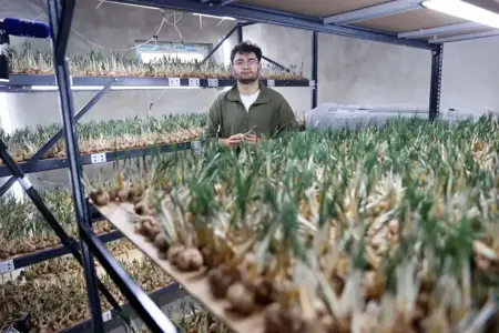 شاب تركي يزرع الزعفران في 14 مترًا ويحقق دخلاً يصل لشراء منزل