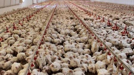 زيادة ملحوظة في إنتاج لحم الدجاج في تركيا