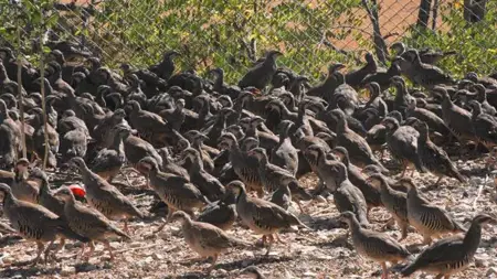 51 ألف طائر لمكافحة القراد.. تركيا تطلق «جيش الحجل والتدرج» في الطبيعة