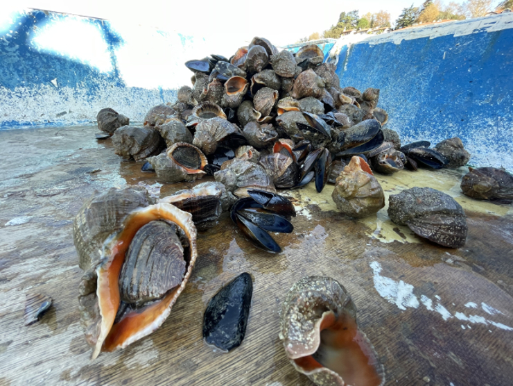يأتي نصيب الأسد من صادرات الحلزون البحري من البحر الأسود
