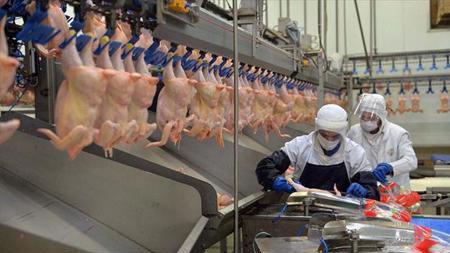 ارتفاع إنتاج لحوم الدجاج في تركيا خلال شهر إبريل