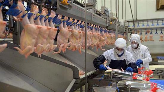 ارتفاع إنتاج لحوم الدجاج في تركيا خلال شهر إبريل
