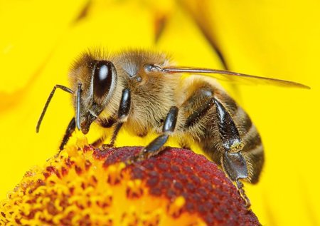 ما هو تفسير رؤية النحل في المنام؟