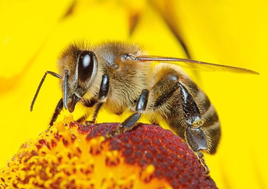 ما هو تفسير رؤية النحل في المنام؟