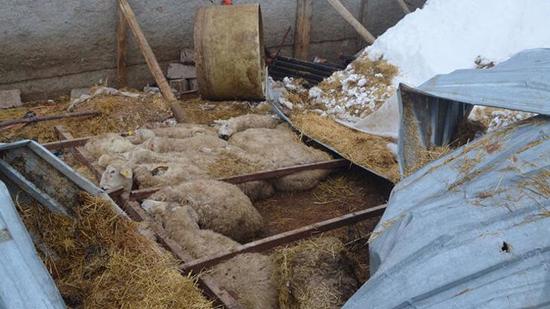 في قرية تركية.. هكذا مسح الوالي دموع الرّاعي الذي فقد 30 خروفا