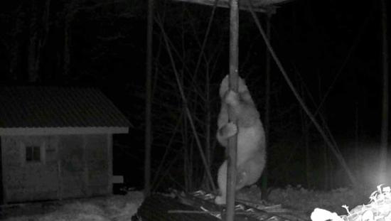 دب جائع يحاول الوصول لخلايا نحل في ريزه