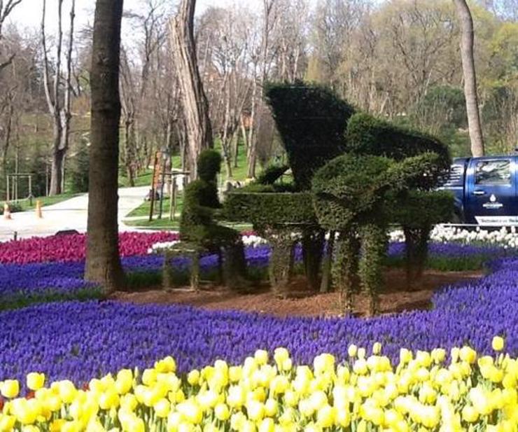 حديقة إيميرجان لأزهار وزهور التوليب 7c4f9262-9b55-4e0a-b4a8-b07cddfa432e--1SJRM