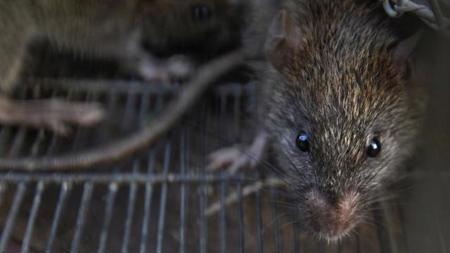 بلدية نيويورك تعلن عن وظيفة شاغرة بمبالغ خرافية بسبب الفئران