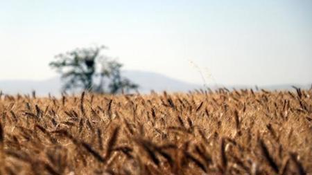 توقعات بتضاعف إنتاج القمح والشعير في تركيا