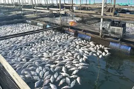 ارتفاع نسبة إنتاج المحاصيل البحرية في تركيا لعام 2022