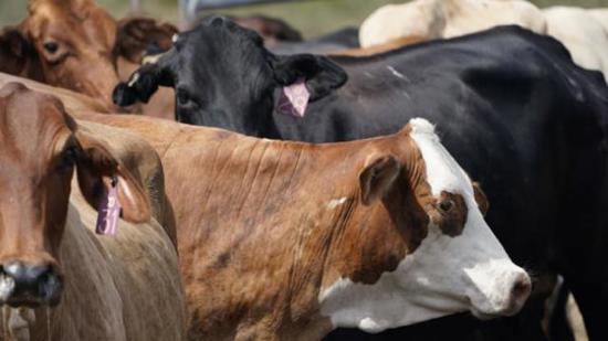 الصين تنجح في استنساخ ثلاث "أبقار خارقة '' ذات إنتاجية عالية