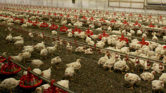 الدنمارك تعتزم إعدام 50 ألف دجاجة بسبب انفلونزا الطيور