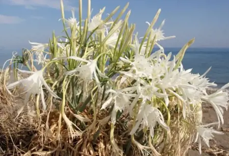  غرامة لمن يقطف زهرة نادرة في تركيا