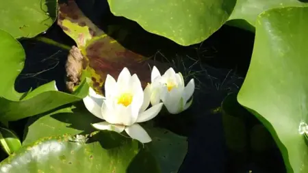 تركيا تفرض غرامة مالية باهظة لمن يقطف هذه الزهرة