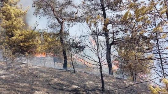 اندلاع حريق في غابات هاتاي