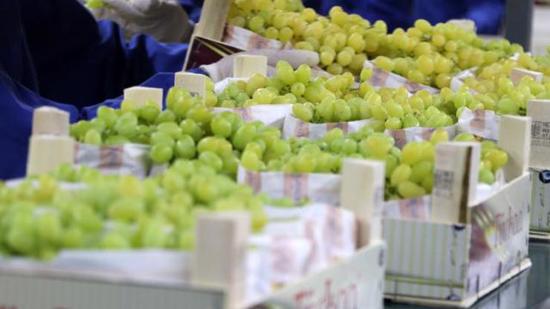 تركيا تحقق بداية ناجحة لموسم تصدير العنب الطازج