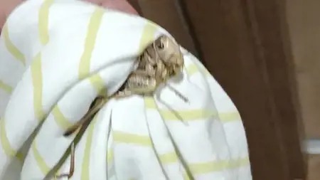 الجراد العملاق يصل بورصة.. ومواطنون يجرّبون الخلّ الأبيض لإبعاده